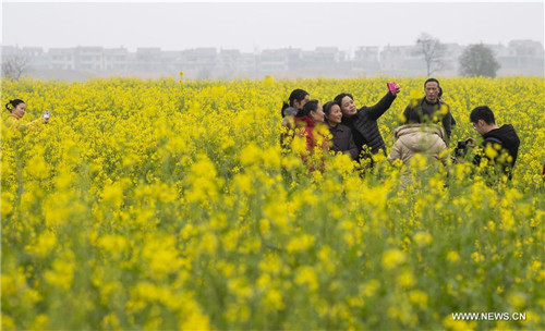 Blooming Cole Flowers Across China
